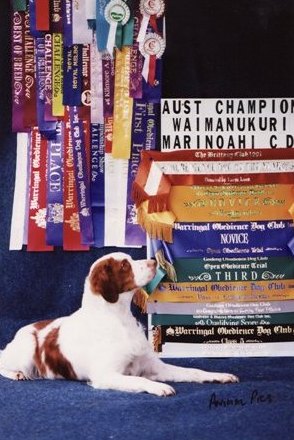 Warringal dog hot sale obedience