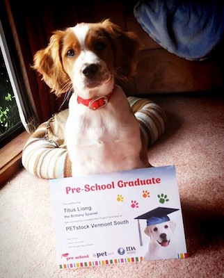 puppy school petstock